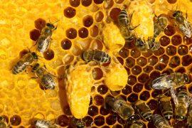 2026/06/Bee-pollen.jpg