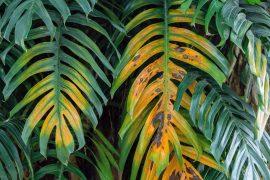 2026/06/plants-sugar.jpg