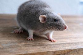 2026/06/Rat-poison-resistance.jpg
