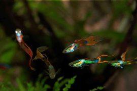 2026/06/rare-pattern-male-guppy-fish-evolution.jpg