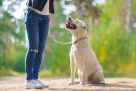 2026/06/ancient-dog-DNA.jpg