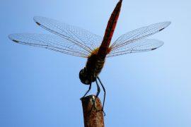 2026/06/Dragonfly-migration.jpg