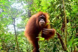 2026/06/orangutans-healing-plants.jpg
