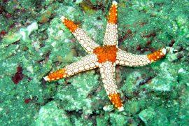 2026/06/sea-star-ovary-cell-egg-reproduction.jpg