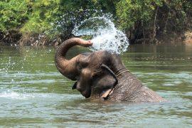 2026/06/Elephant-trunks.jpg