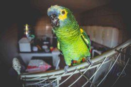2026/06/pet-parrot-use-human-name-bird-research.jpg
