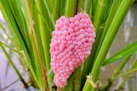 2026/06/apple-snail-viral-gene-egg-evolution.jpg