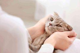 2026/06/pet-mood-boost-daily-stress-study.jpg