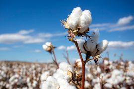 2026/06/Cotton-birthplace.jpg