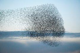 2026/06/Bird-flocks.jpg