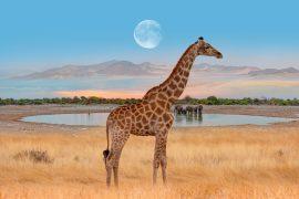 2026/06/World-Giraffe-Day.jpg