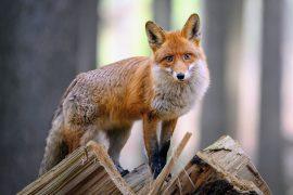 2026/06/Climate-change-wildlife2.jpg