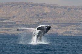 2026/06/Arabian-Sea-humpback-whales.jpg