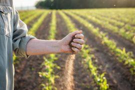 2026/06/Soil-phosphorus.jpg