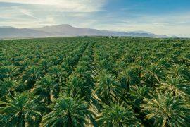 2026/06/Oil-crops-biodiversity-loss.jpg