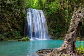 2026/06/World-Rainforest-Day.jpg