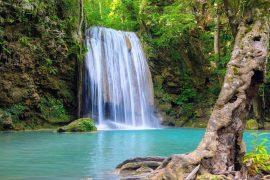 2026/06/World-Rainforest-Day2.jpg