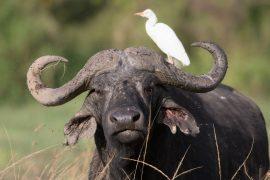 2026/06/Animal-partnerships.jpg