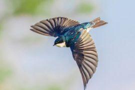 2026/06/Tree-swallows-insects.jpg