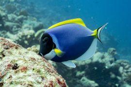 2026/06/Artificial-light-reef-fish.jpg