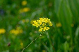 2026/06/Mustard-plant-in-bloom-.jpg
