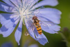 2026/06/Pollinators-food-security.jpg