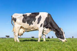 2026/06/bird-flu-dairy-cows-1.jpg