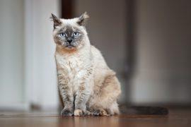 2026/06/cat-aging-brain.jpg