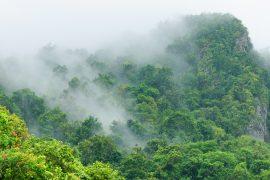 2026/06/tropical-forests-carbon.jpg