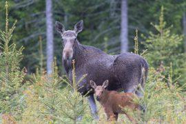 2026/06/Colorado-moose.jpg