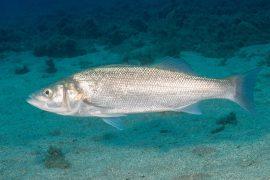 2026/06/Ocean-warming-male-fish.jpg