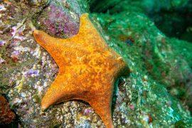 2026/06/Sea-stars-fertility.jpg