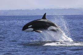 2026/06/Washington-killer-whales.jpg