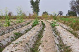 2026/06/Crop-soil-salt.jpg