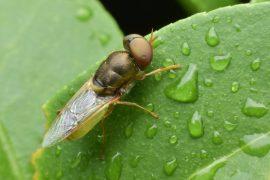 2026/06/Insect-humidity-clocks.jpg