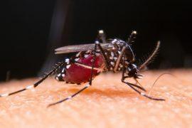 2026/06/Mosquito-viruses.jpg