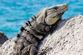 2026/06/extinction-warning-signs.jpg