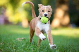 2026/06/Dogs-autism-research.jpg