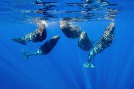 2026/06/Sperm-whale-dialect.jpg