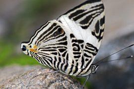 2026/06/Butterfly-three-species-.jpg