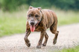 2026/06/dog-dementia-.jpg