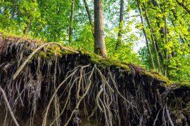 2026/06/Plants-soil-microbes.jpg