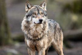 2026/06/AI-wolf-howls.jpg
