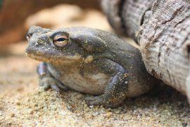 2026/06/Psychedelics-animals.jpg
