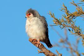 2026/06/Pygmy-falcon-range.jpg
