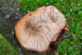 2026/06/Plants-make-wood.jpg