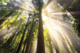 2026/06/Forest-carbon-storage.jpg