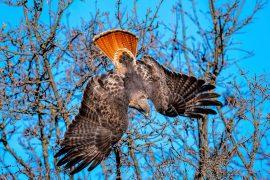 2026/06/Hawk-missing-feathers.jpg