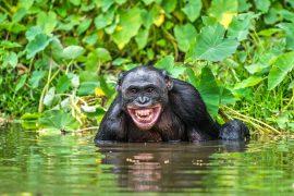 Smiling,Bonobo,In,The,Water.,Bonobo,In,The,Water,With