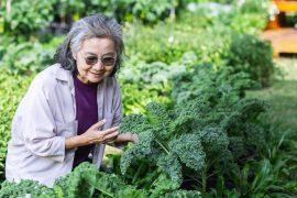 A,Senior,Woman,Happily,Tends,To,Fresh,Kale,Growing,In